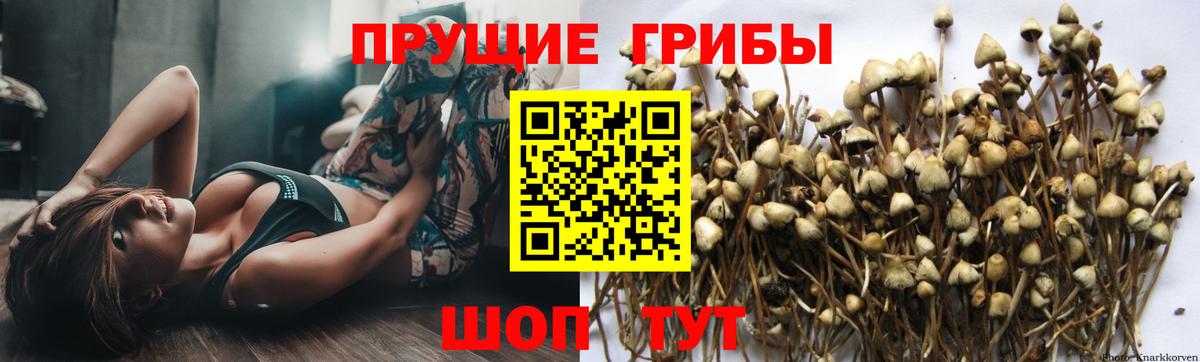 Галлюциногенные грибы GOLDEN TEACHER Тайшет